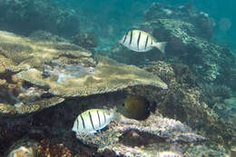 Image of Convict Surgeonfish