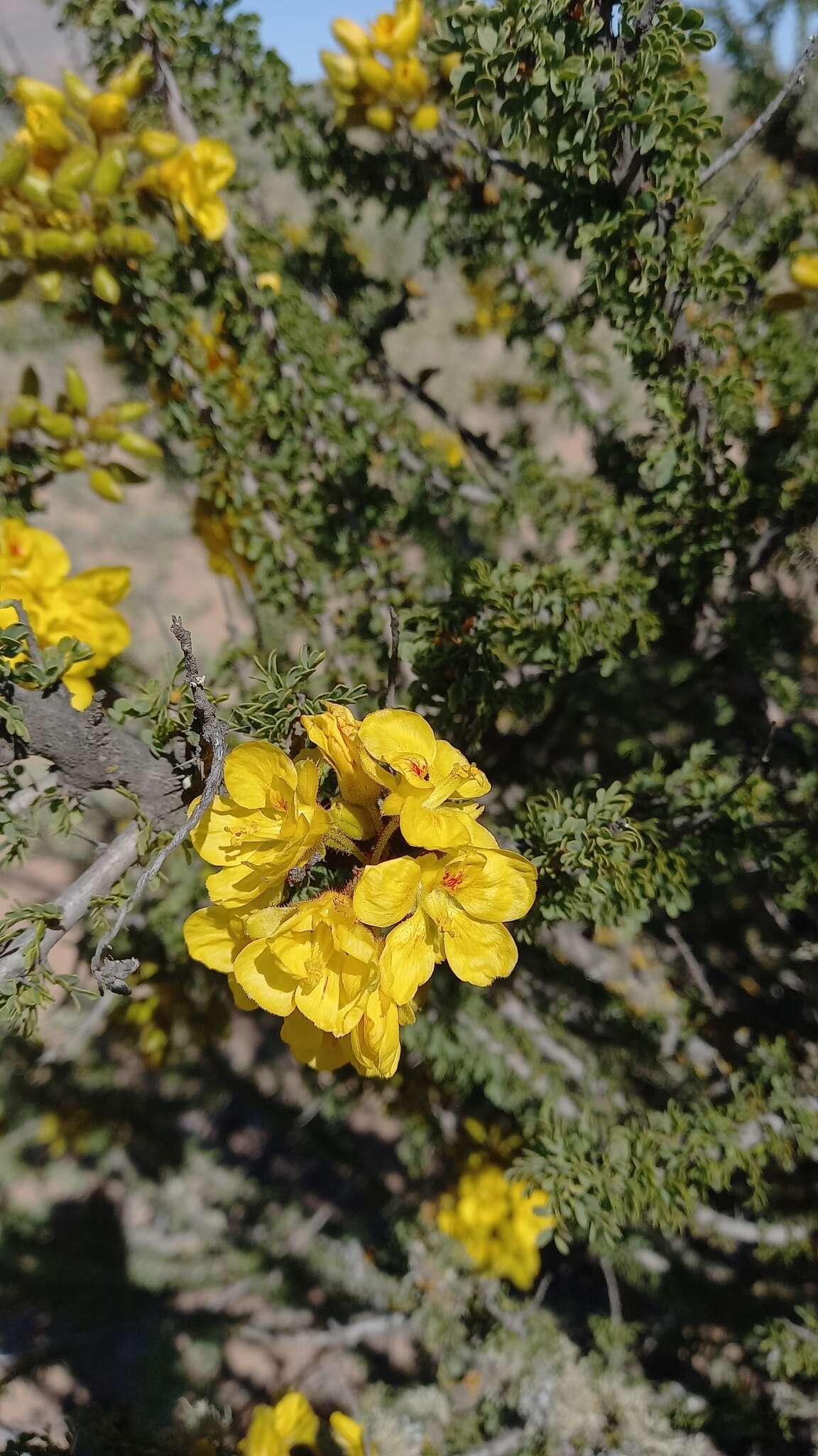 Image of Balsamocarpon brevifolium Clos