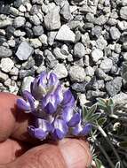 Image of Mono Lake lupine