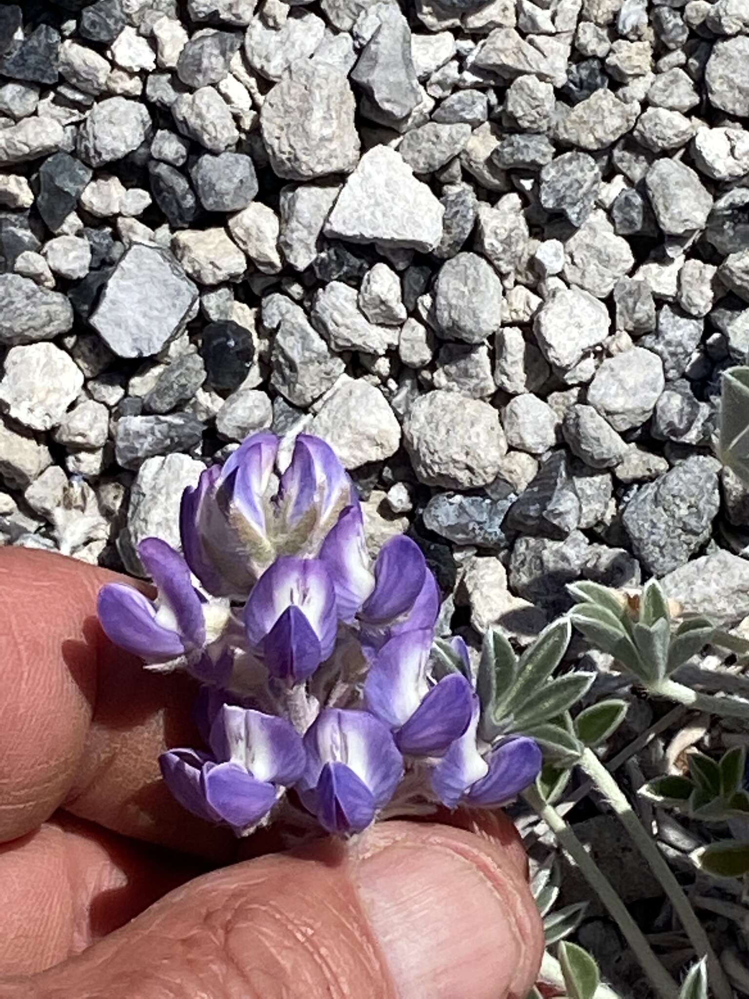 Image of Mono Lake lupine