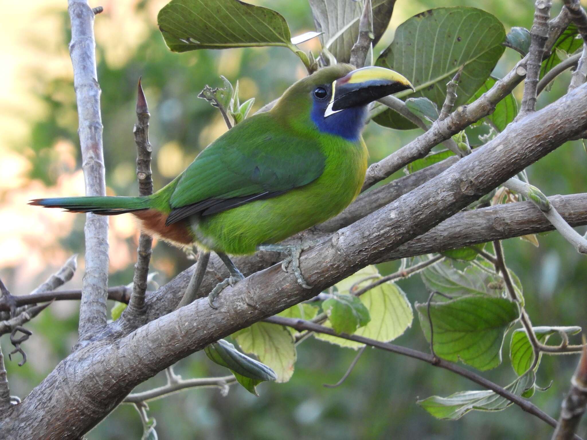 Image de Toucanet émeraude