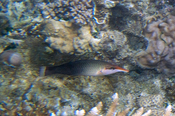 Image of Bird wrasse