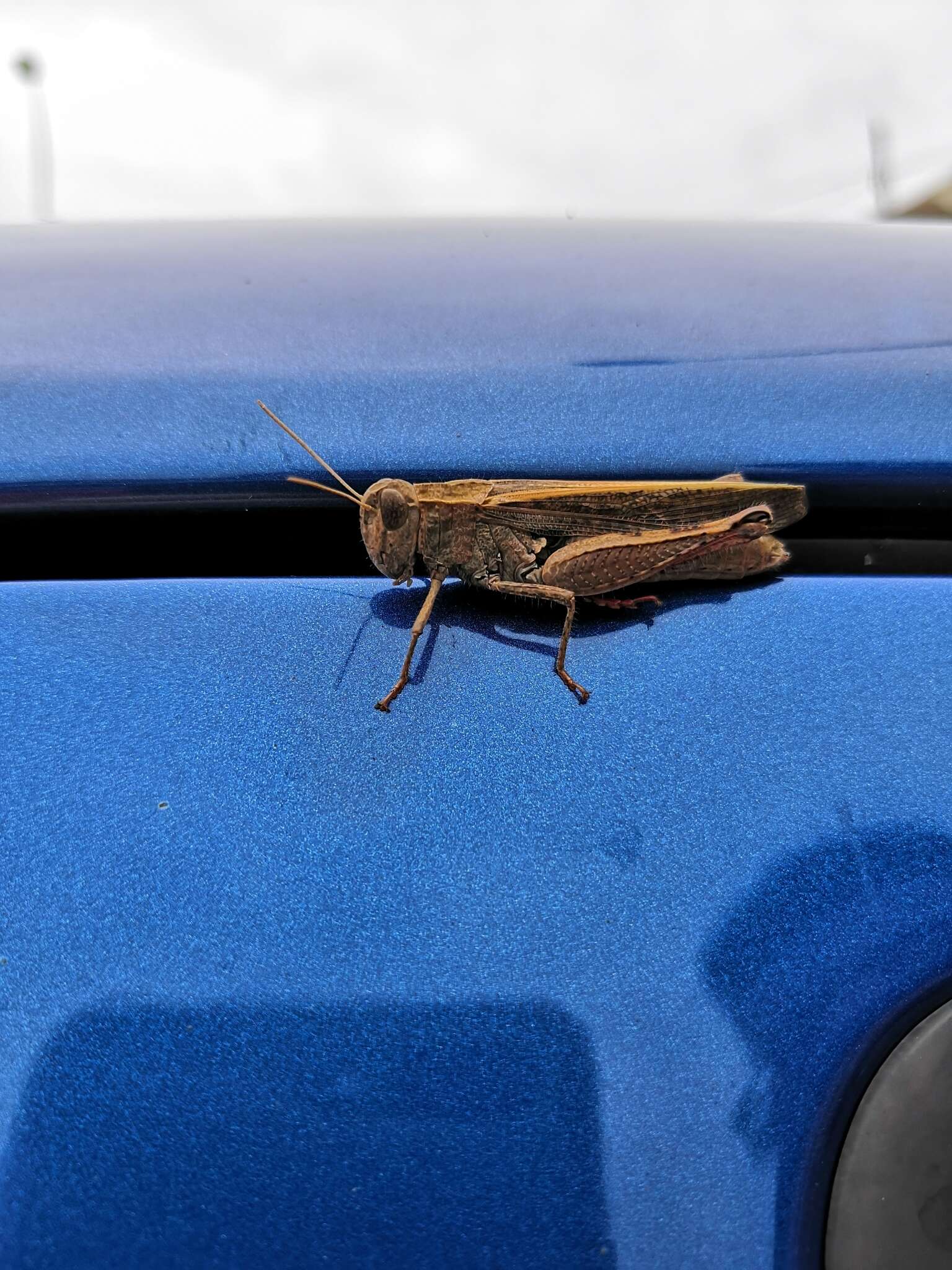 Image of Canarian Pincer Grasshopper