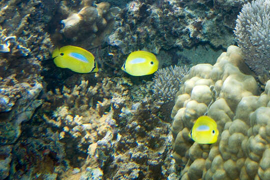 Image of Blue-dash Butterflyfish