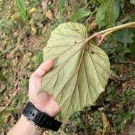 Слика од Begonia nantoensis M. J. Lai & N. J. Chung