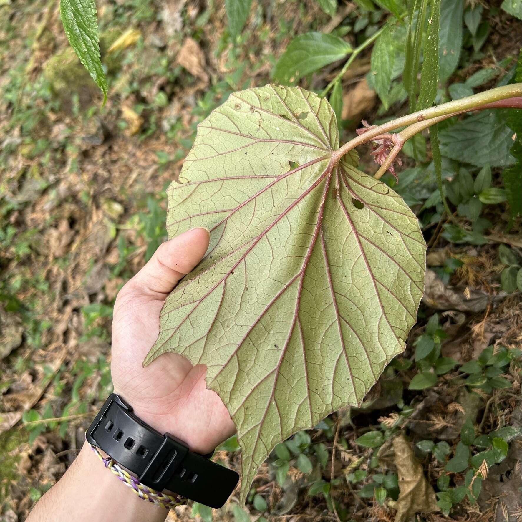 Image of Begonia nantoensis M. J. Lai & N. J. Chung