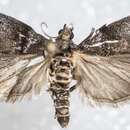 Image of Acrobasis betulella Hulst 1890