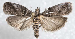 Image of Acrobasis betulella Hulst 1890