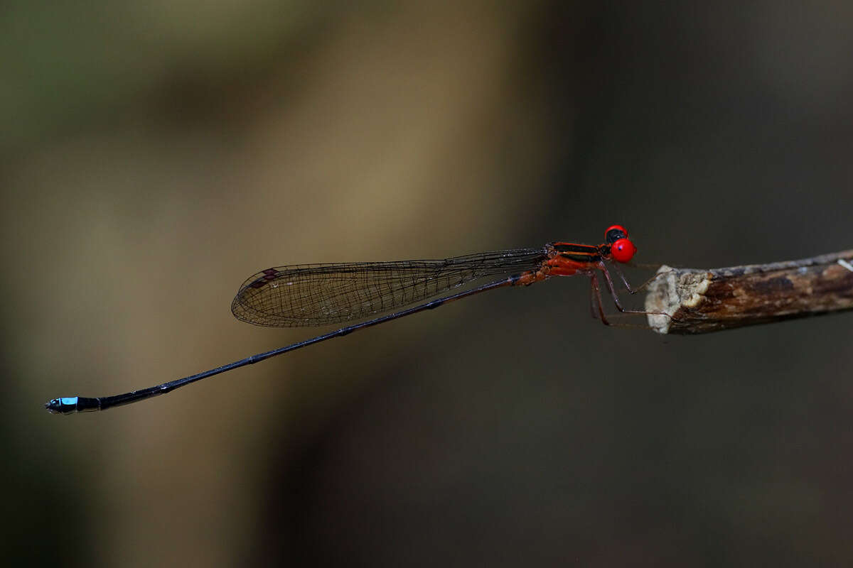 Image of Nesobasis erythrops Selys 1891