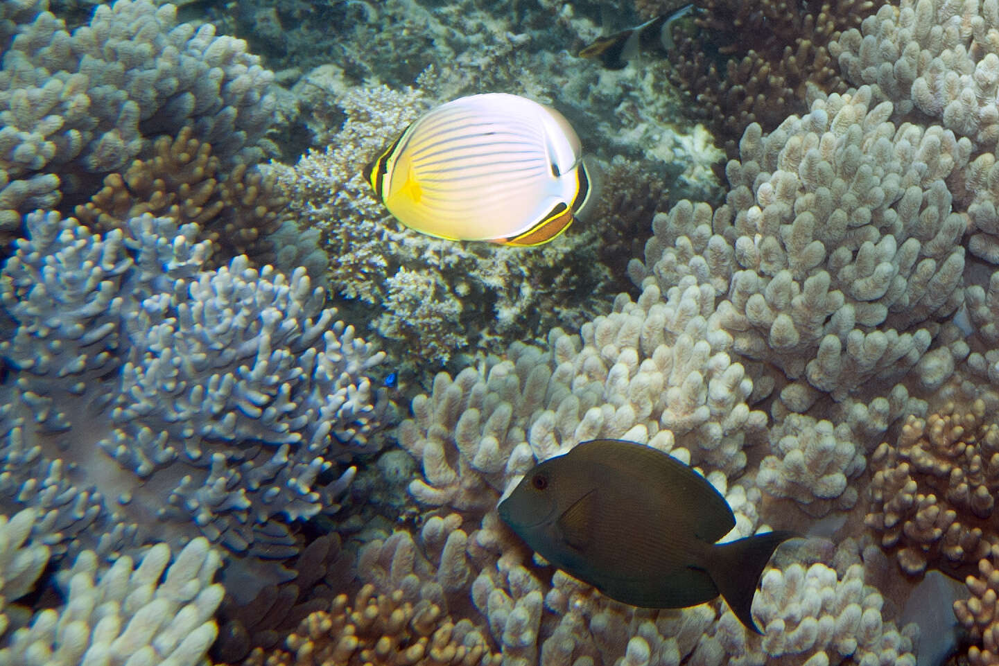 Image of Bristle-toothed Surgeonfish