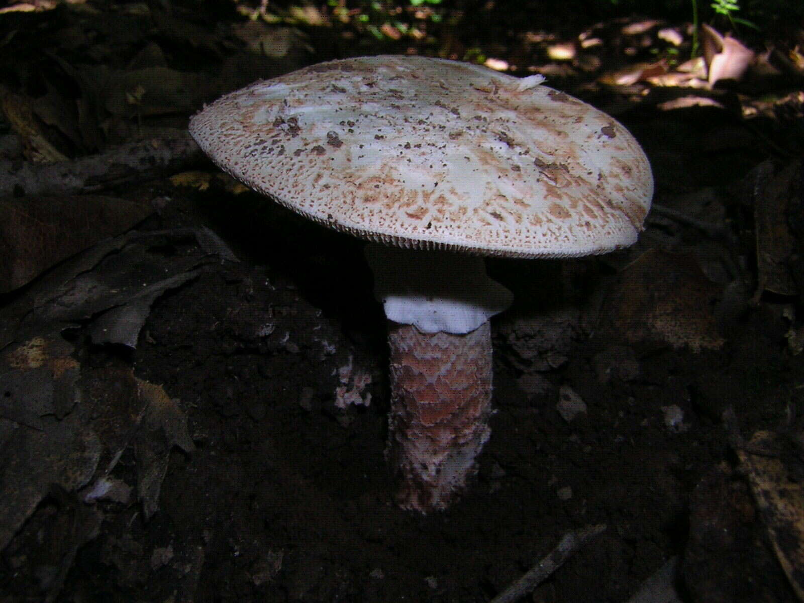 Image of Amanita novinupta Tulloss & J. Lindgr. 1994