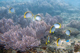 Image of Black-back Butterflyfish