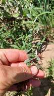 Image of Aloysia decipiens Ravenna