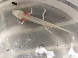 Image of Texas Blind Salamander