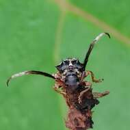 Image of Tessarecphora arachnoides Thomson 1857