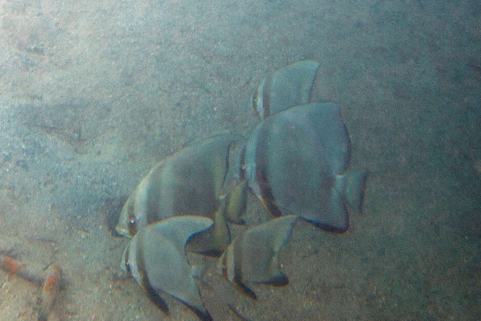 Image of Blunthead batfish