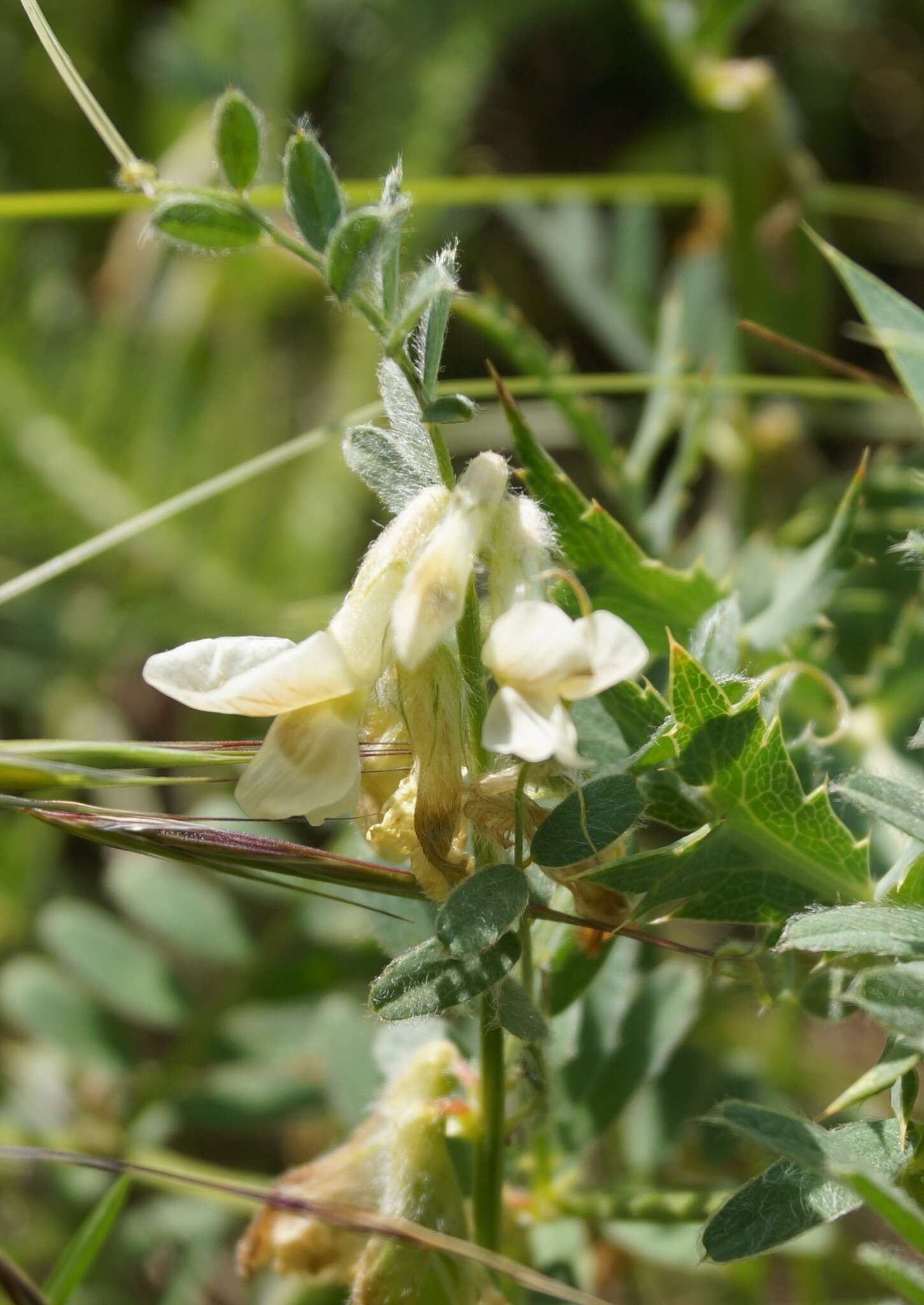 Image of Hungarian vetch