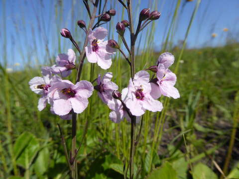 Image of Sopubia simplex (Hochst.) Hochst.