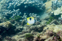 Image of Limespot Butterflyfish