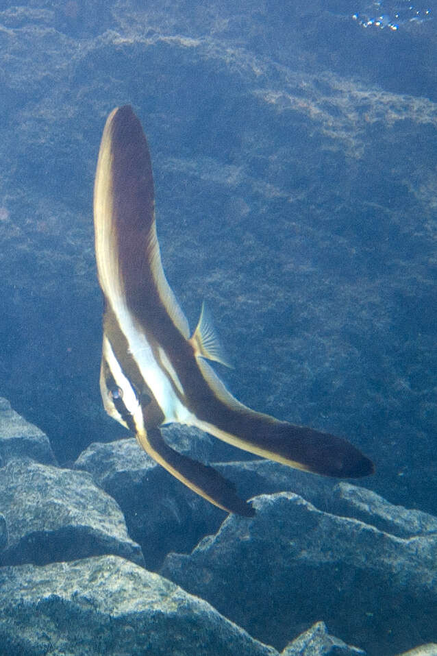 Image of Blunthead batfish