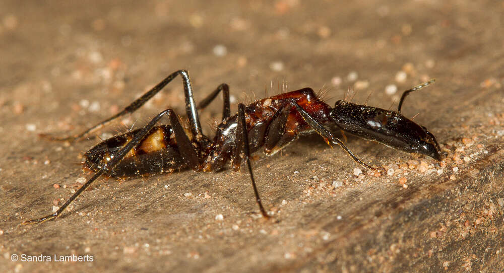 Plancia ëd Camponotus mirabilis Emery 1903