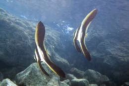 Image of Blunthead batfish