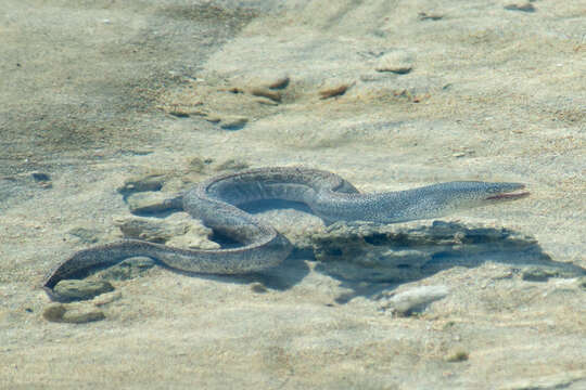 Image of Bar-cheeked eel