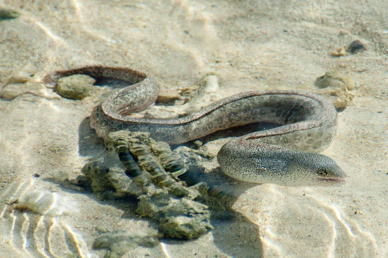 Слика од Gymnothorax pictus (Ahl 1789)