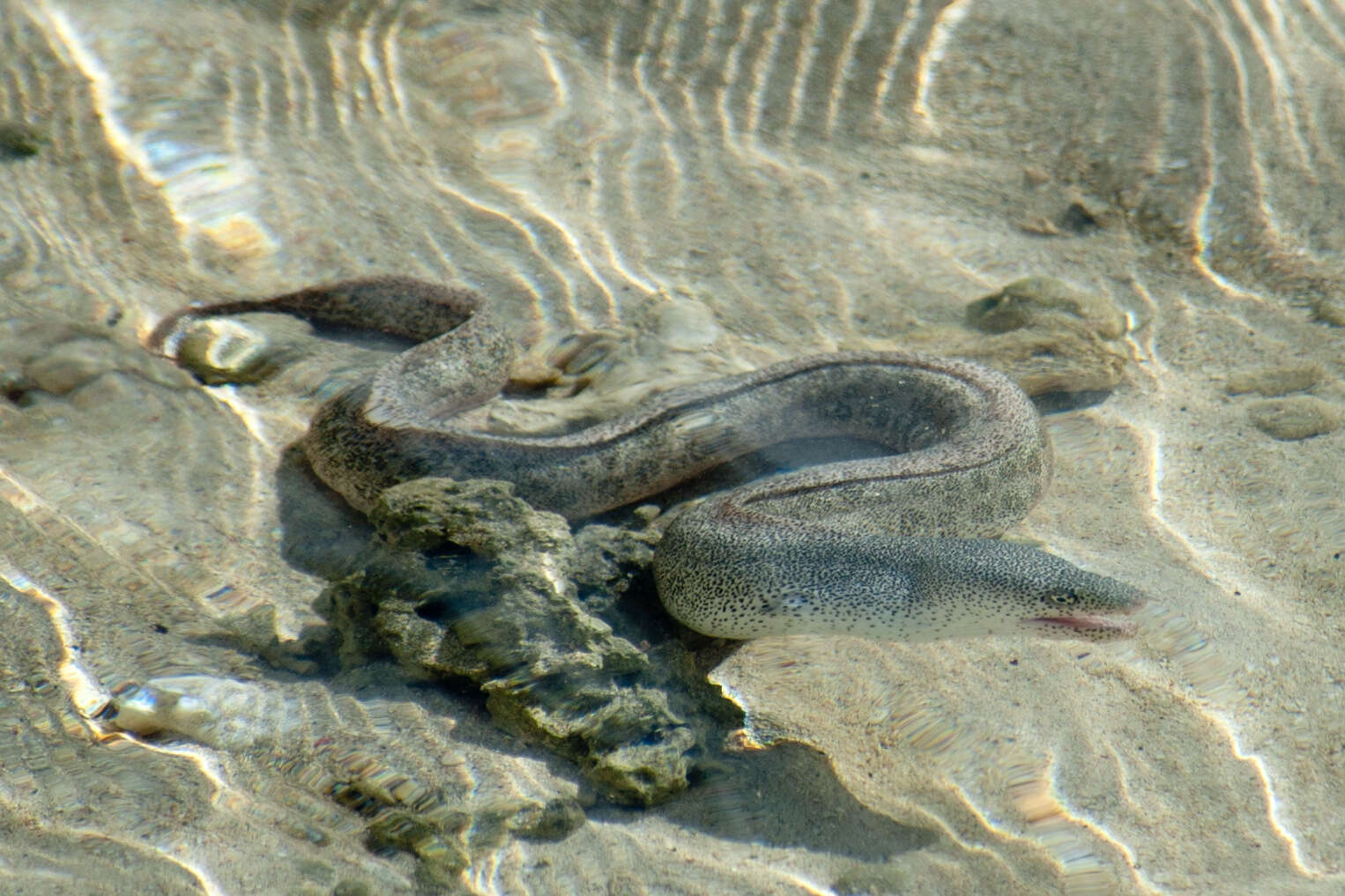 Слика од Gymnothorax pictus (Ahl 1789)