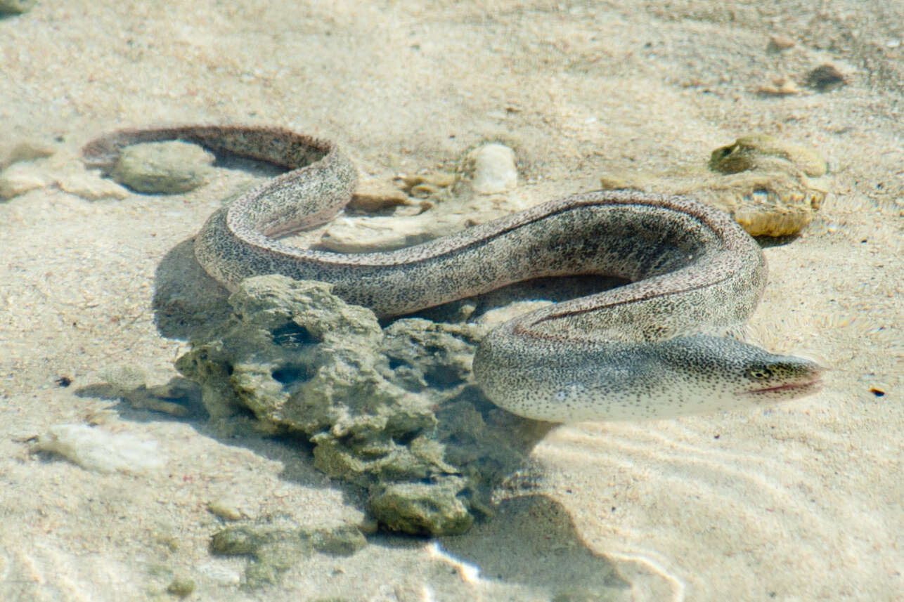 Слика од Gymnothorax pictus (Ahl 1789)