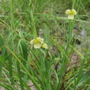 Image de Cartonema parviflorum Hassk.