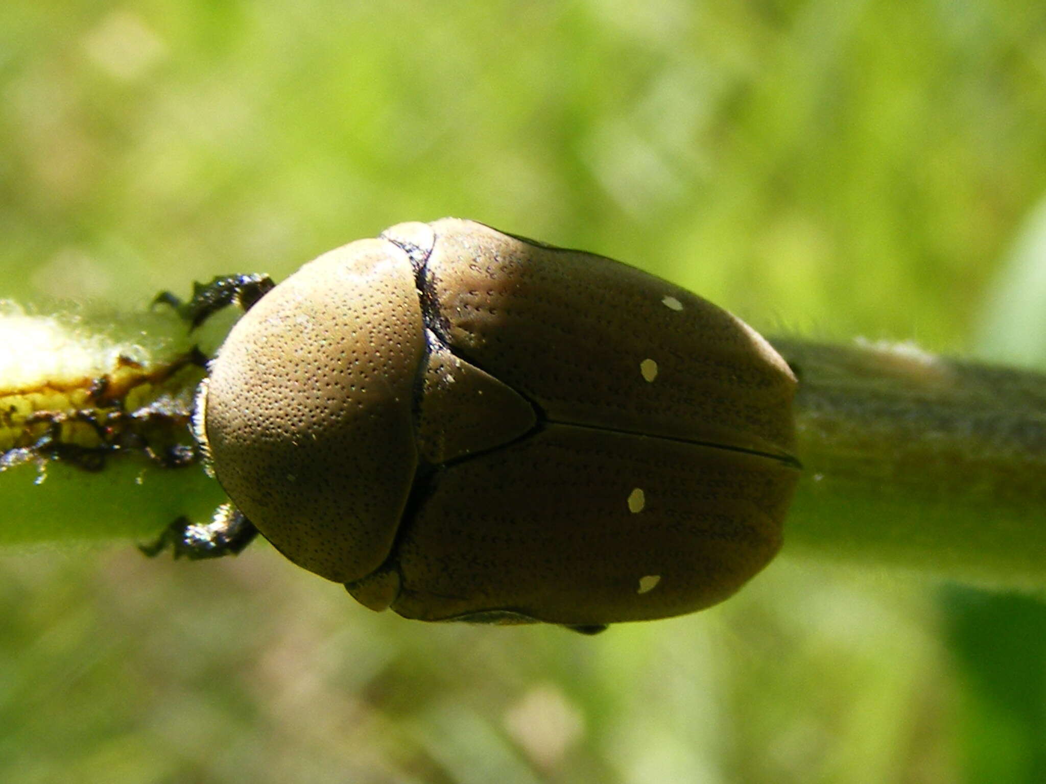 Image of Tephraea dichroa (Schaum 1844)