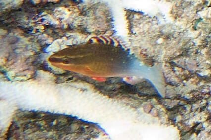 Image of Bridled Parrotfish