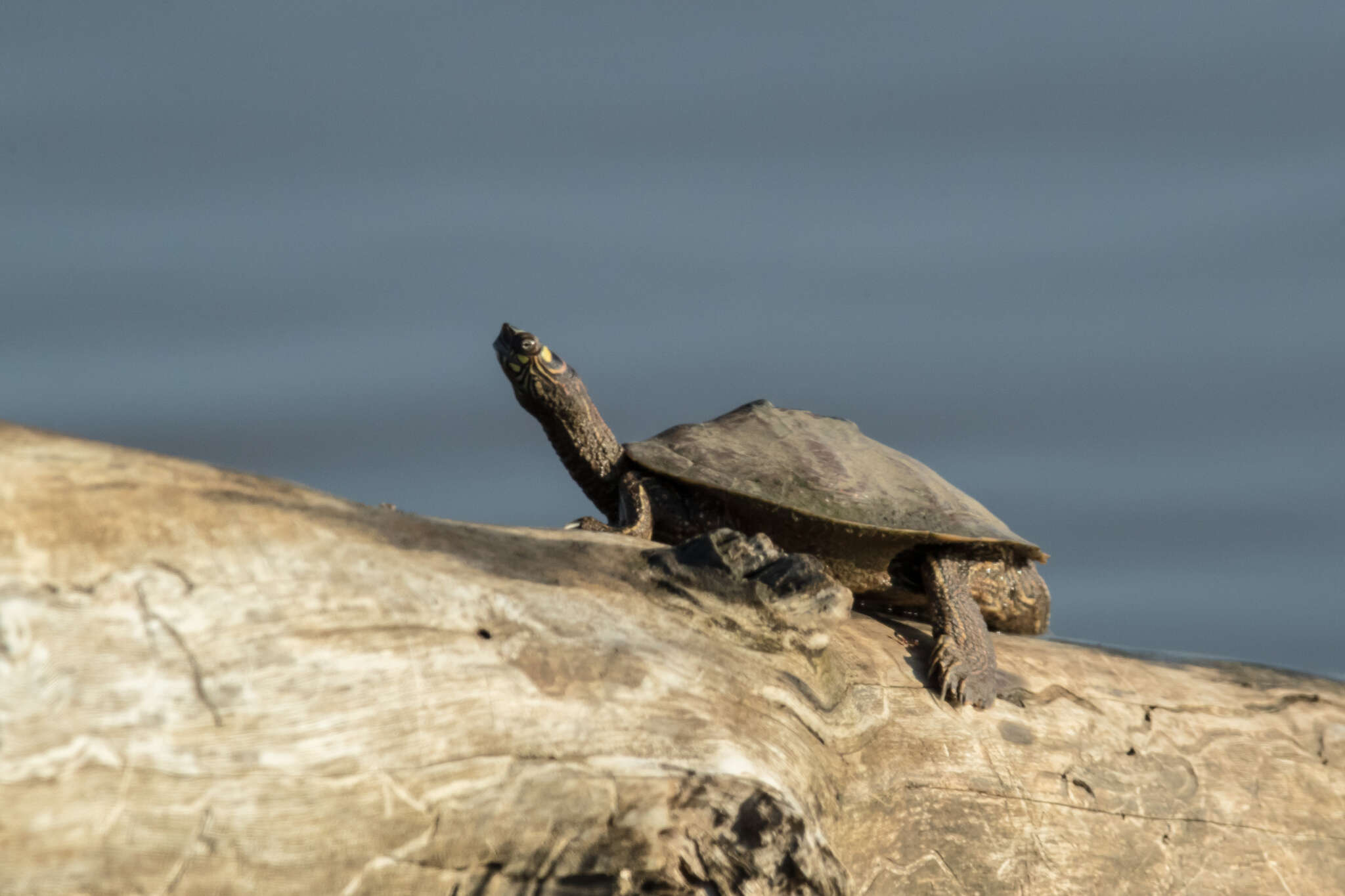 Image of Ouachita Map Turtle