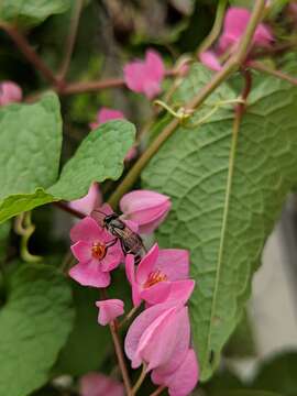 Image of black dwarf honey bee