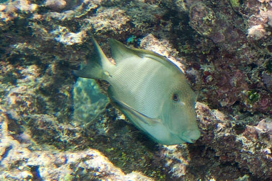 Image of Bristle-toothed Surgeonfish