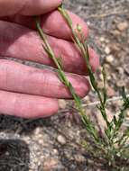 Image of New Mexico yellow flax