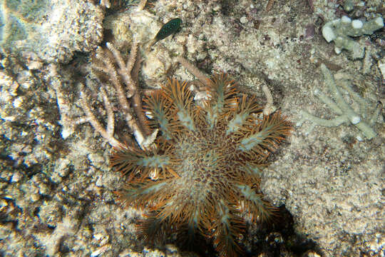 Image de Acanthasteridae