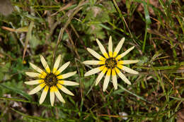 Image of Capeweed