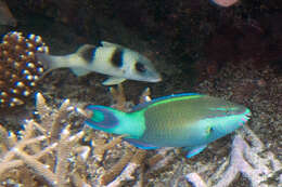 Image of Bridled Parrotfish