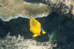 Image of Decorated Butterflyfish