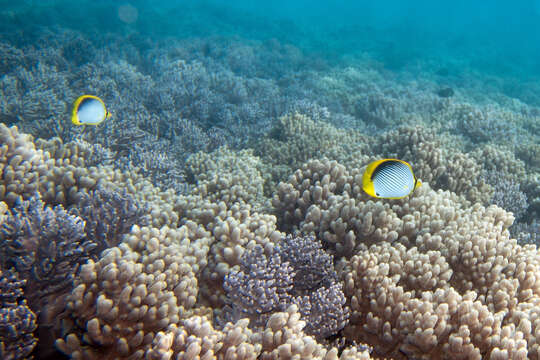 Image of Black-back Butterflyfish