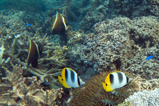 Image of Horned Bannerfish