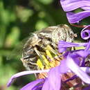 Plancia ëd Eristalinus aeneus (Scopoli 1763)