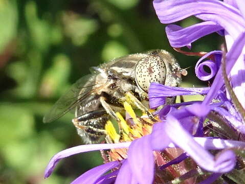 صورة Eristalinus aeneus (Scopoli 1763)