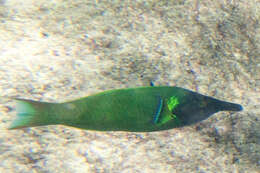 Image of Bird wrasse