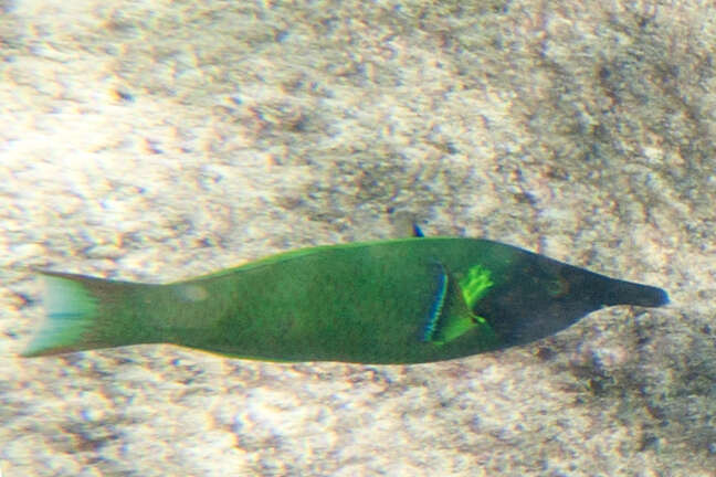 Image of Bird wrasse