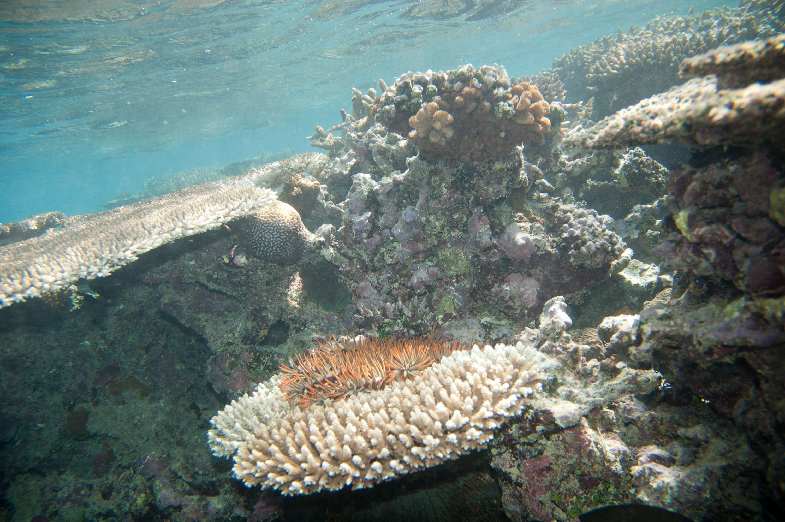 Image of crown of thorns starfish