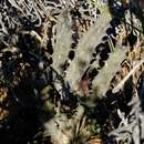 Image of Ceropegia parvioriflora subsp. dependens (N. E. Br.) Bruyns