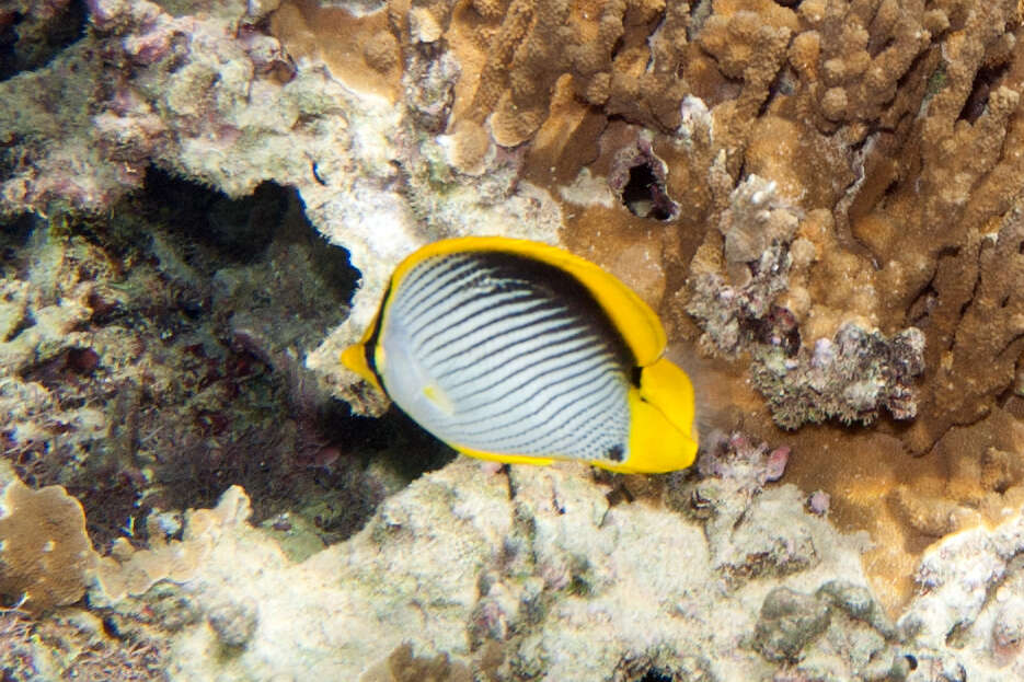 Image of Black-back Butterflyfish